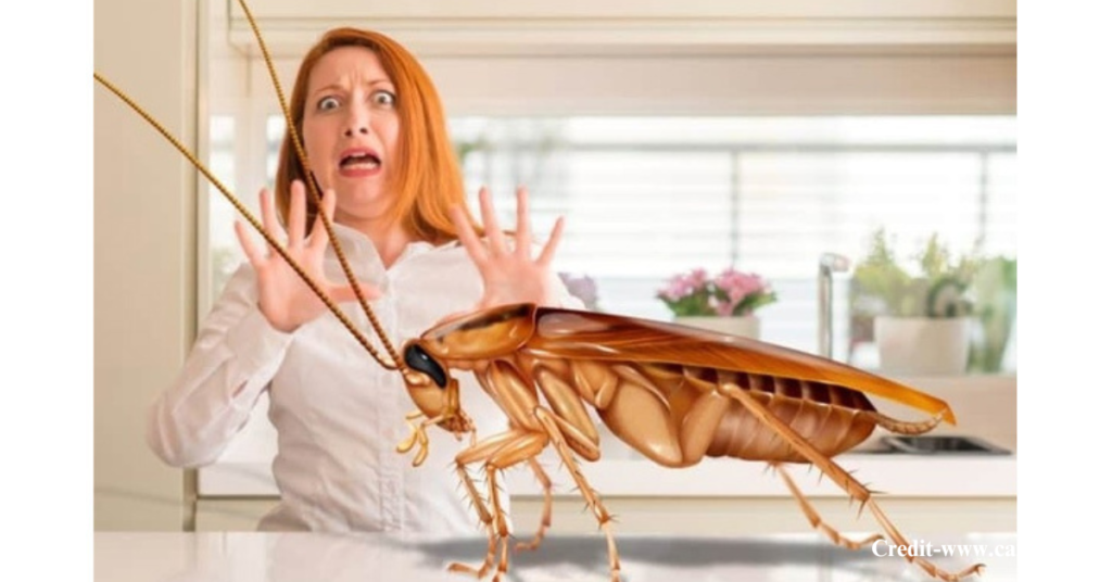 Problems with Flying Cockroaches