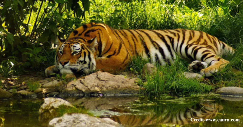Sundarban National Park