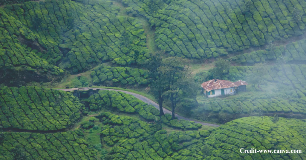 Eravikulam National Park