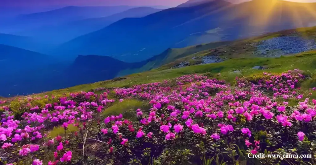 Yumthang Valley in Winter vs Summer