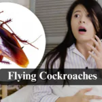 How to Get Rid of Flying Cockroaches