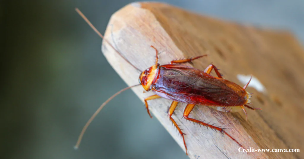 What Are Flying Cockroaches?