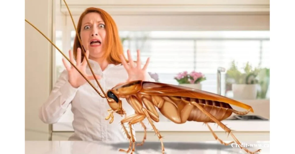 Problems with Flying Cockroaches