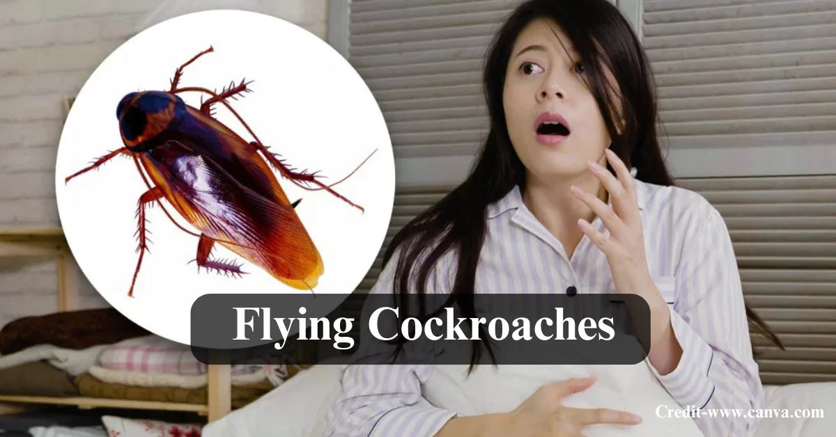 How to Get Rid of Flying Cockroaches