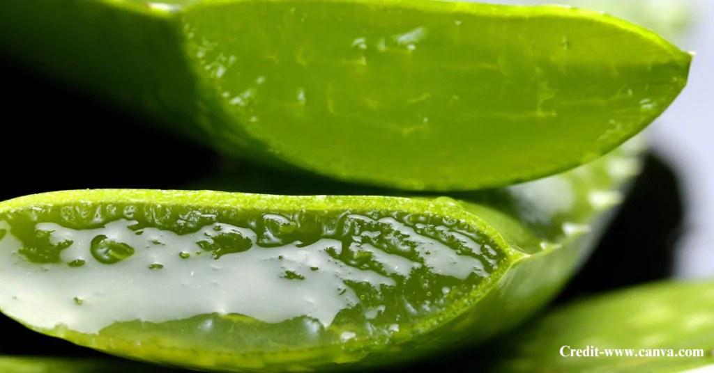 Aloe Vera